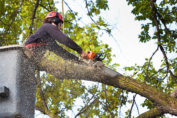 Best Firewood Processing and Delivery  in Bowling Green, OH